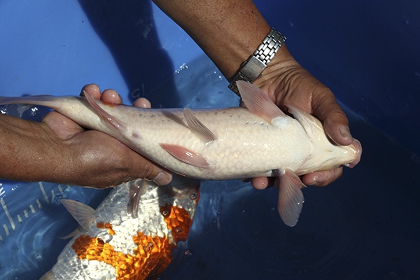 14-紅白-36cm-母魚-00-(寶源錦鯉養殖場-2015)-4.jpg