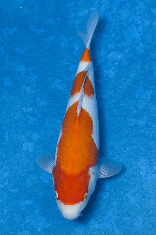 16-紅白-36cm-母魚-$10000-(寶源錦鯉養殖場-2015)-1.jpg