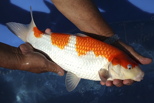 16-紅白-36cm-母魚-000-(寶源錦鯉養殖場-2015)-2.jpg