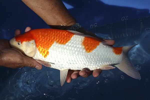 16-紅白-36cm-母魚-000-(寶源錦鯉養殖場-2015)-3.jpg