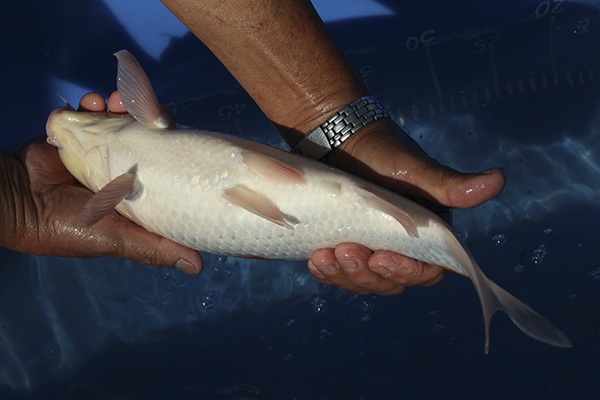 16-紅白-36cm-母魚-000-(寶源錦鯉養殖場-2015)-4.jpg