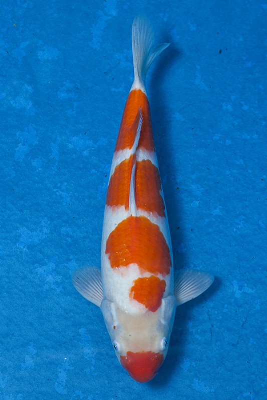 17-紅白-37cm-母魚-$8000-(寶源錦鯉養殖場-2015)-1.jpg