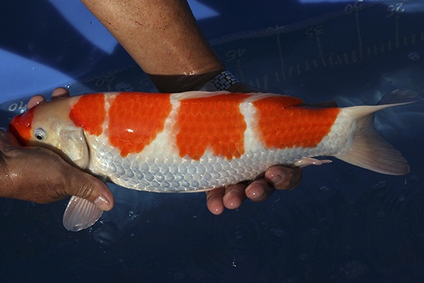 17-紅白-37cm-母魚-00-(寶源錦鯉養殖場-2015)-2.jpg