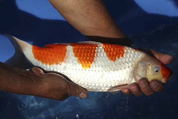 17-紅白-37cm-母魚-00-(寶源錦鯉養殖場-2015)-3.jpg