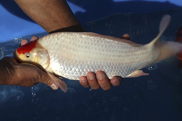 18-丹頂-38cm-不明-00-(寶源錦鯉養殖場-2015)-2.jpg