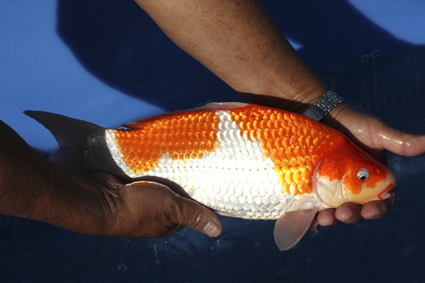 19-紅白-35cm-不明-00-(寶源錦鯉養殖場-2015)-2.jpg