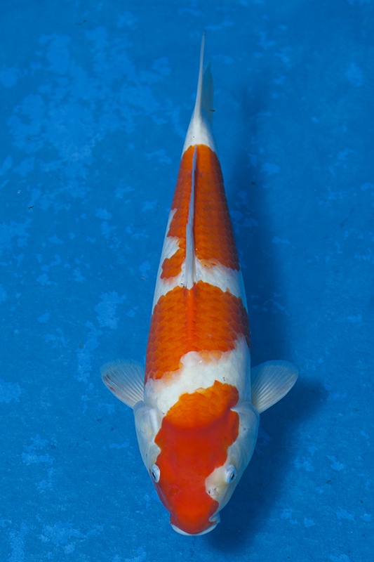 20-紅白-36cm-母魚-$3000-(寶源錦鯉養殖場-2015)-1.jpg