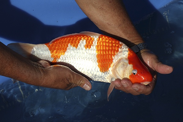 20-紅白-36cm-母魚-00-(寶源錦鯉養殖場-2015)-3.jpg