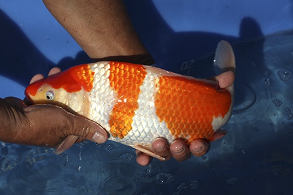 20-紅白-36cm-母魚-00-(寶源錦鯉養殖場-2015)-2.jpg