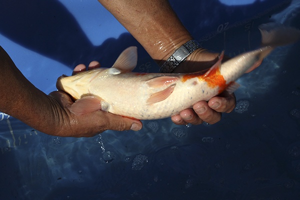 20-紅白-36cm-母魚-00-(寶源錦鯉養殖場-2015)-4.jpg