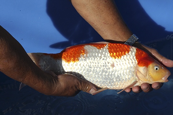 21-紅白-37cm-不明-00-(寶源錦鯉養殖場-2015)-2.jpg