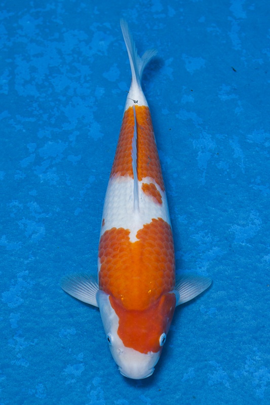 22-紅白-36cm-母魚-00-(寶源錦鯉養殖場-2015)-1.jpg