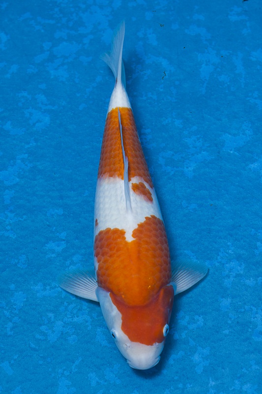 22-紅白-36cm-母魚-00-(寶源錦鯉養殖場-2015)-2.jpg