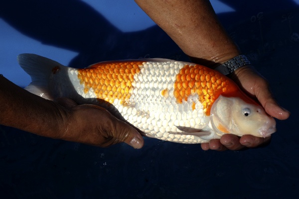 22-紅白-36cm-母魚-00-(寶源錦鯉養殖場-2015)-3.jpg