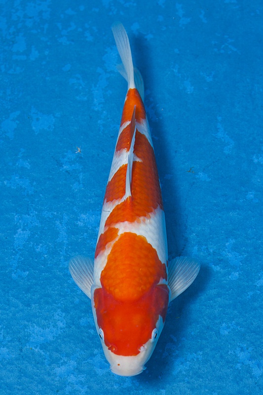 26-紅白-34cm-母魚-$5000-(寶源錦鯉養殖場-2015)-1.jpg