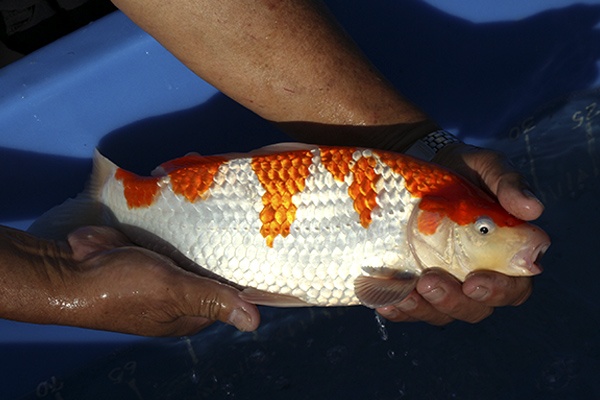 26-紅白-34cm-母魚-00-(寶源錦鯉養殖場-2015)-2.jpg