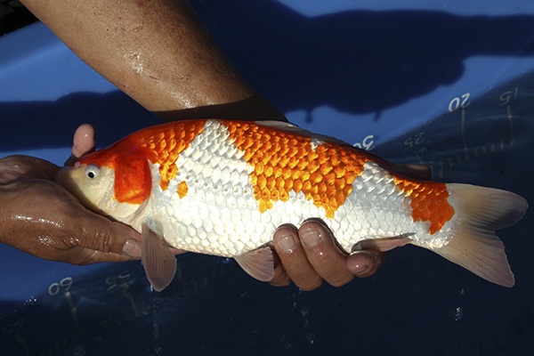 26-紅白-34cm-母魚-00-(寶源錦鯉養殖場-2015)-3.jpg