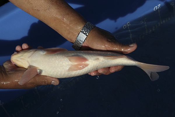 26-紅白-34cm-母魚-00-(寶源錦鯉養殖場-2015)-4.jpg