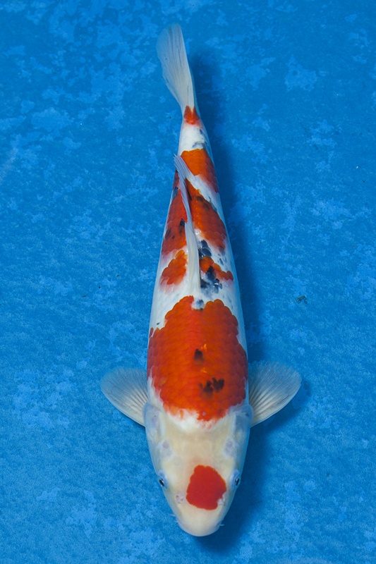 27-大正三色-37cm-公魚-$3000-(寶源錦鯉養殖場-2015)-1.jpg