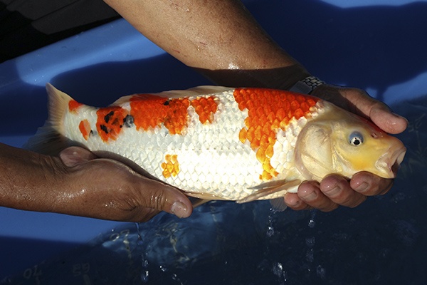 27-大正三色-37cm-公魚-00-(寶源錦鯉養殖場-2015)-2.jpg