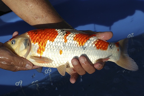 27-大正三色-37cm-公魚-00-(寶源錦鯉養殖場-2015)-3.jpg