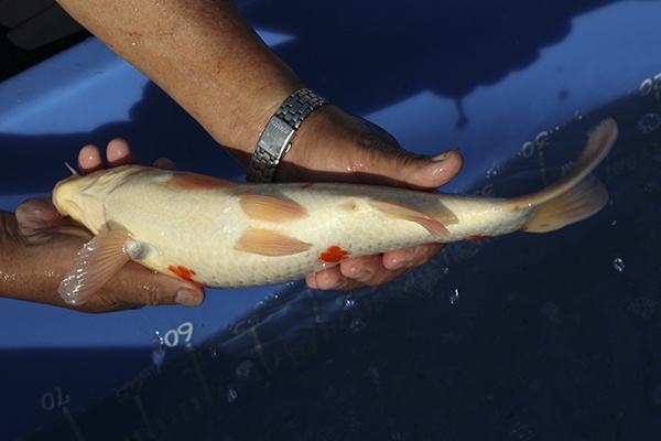 27-大正三色-37cm-公魚-00-(寶源錦鯉養殖場-2015)-4.jpg