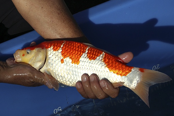 28-紅白-35cm-不明-00-(寶源錦鯉養殖場-2015)-3.jpg