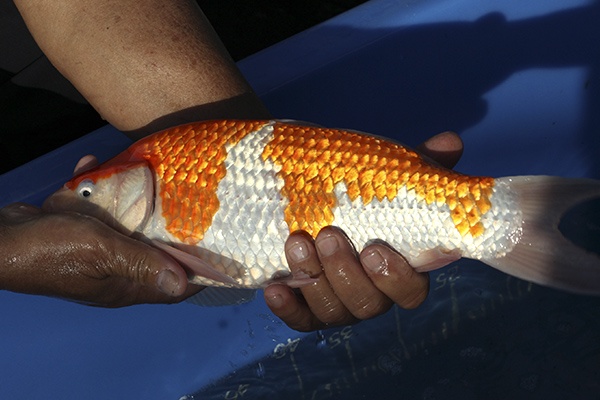 29-紅白-37cm-不明-00-(寶源錦鯉養殖場-2015)-3.jpg