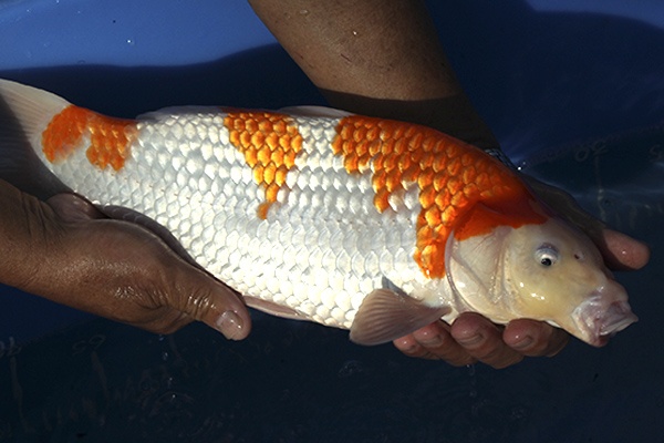 30-大正三色-41cm-母高-00-(寶源錦鯉養殖場-2015)-2.jpg