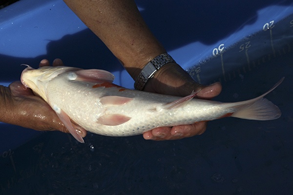 30-大正三色-41cm-母高-00-(寶源錦鯉養殖場-2015)-4.jpg