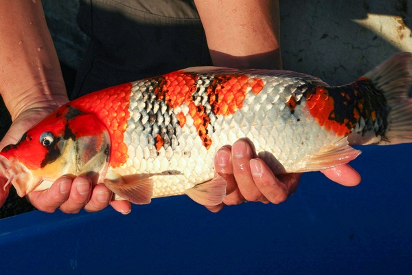 31-昭和三色-47cm-公-000-2014產-(寶源錦鯉養殖場-2015)-3.jpg