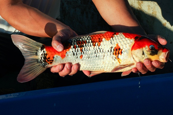 31-昭和三色-47cm-公-000-2014產-(寶源錦鯉養殖場-2015)-2.jpg