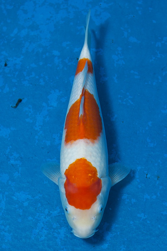 33-紅白-36cm-母魚-$8000-(寶源錦鯉養殖場-2015)-1.jpg