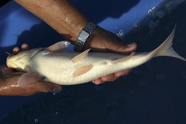 33-紅白-36cm-母魚-00-(寶源錦鯉養殖場-2015)-4.jpg