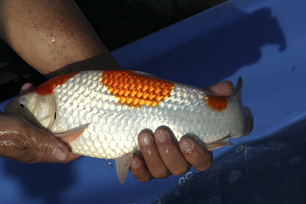 33-紅白-36cm-母魚-00-(寶源錦鯉養殖場-2015)-3.jpg