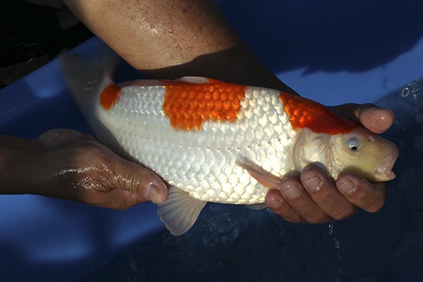 33-紅白-36cm-母魚-00-(寶源錦鯉養殖場-2015)-2.jpg