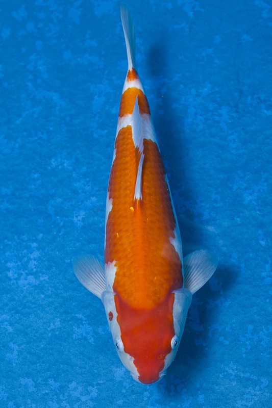 35-紅白-37cm-母魚-$6000-(寶源錦鯉養殖場-2015)-1.jpg