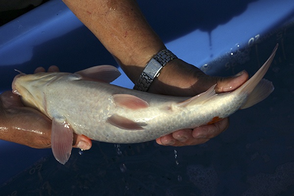 35-紅白-37cm-母魚-00-(寶源錦鯉養殖場-2015)-4.jpg