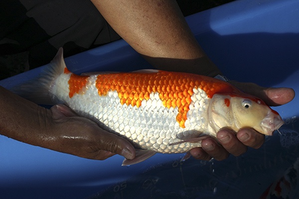 35-紅白-37cm-母魚-00-(寶源錦鯉養殖場-2015)-2.jpg