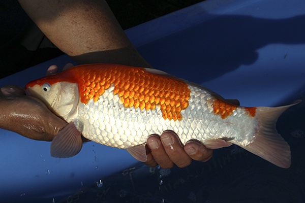 35-紅白-37cm-母魚-00-(寶源錦鯉養殖場-2015)-3.jpg