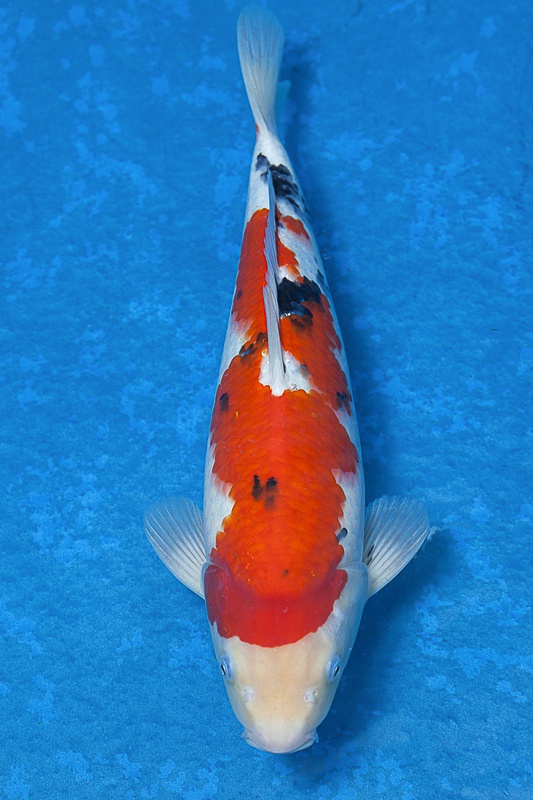 36-大正三色-36cm-公魚-$3000-(寶源錦鯉養殖場-2015)-1.jpg