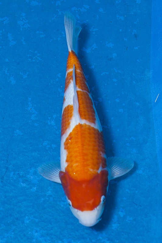 38-紅白-36cm-母魚-$8000-(寶源錦鯉養殖場-2015)-1.jpg