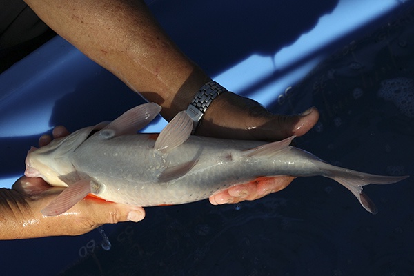 38-紅白-36cm-母魚-00-(寶源錦鯉養殖場-2015)-4.jpg