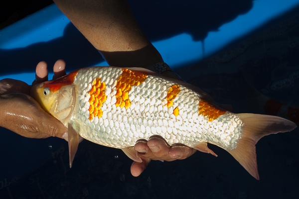 39-紅白-36cm-公-00-(寶源錦鯉養殖場-2015)-3.jpg