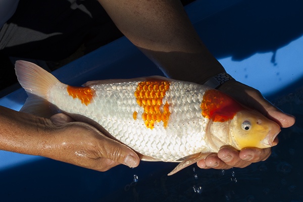 39-紅白-36cm-公-00-(寶源錦鯉養殖場-2015)-2.jpg