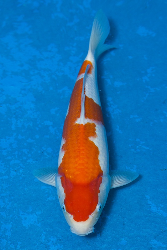 40-紅白-36cm-母魚-$8000-(寶源錦鯉養殖場-2015)-1.jpg