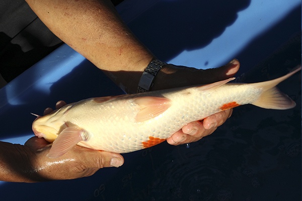 40-紅白-36cm-母魚-00-(寶源錦鯉養殖場-2015)-5.jpg