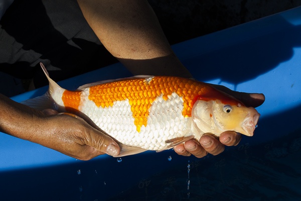 40-紅白-36cm-母魚-00-(寶源錦鯉養殖場-2015)-4.jpg