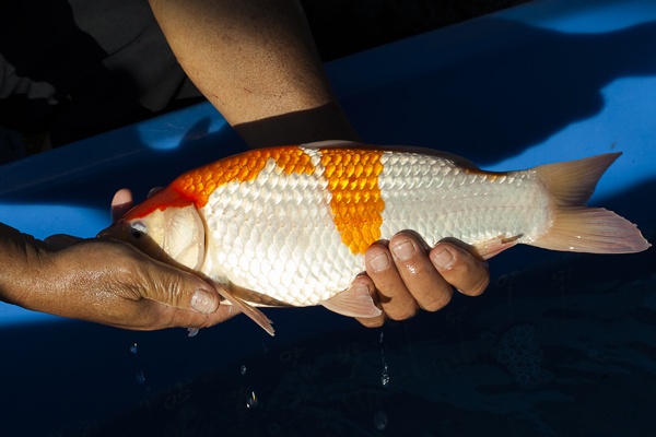 40-紅白-36cm-母魚-00-(寶源錦鯉養殖場-2015)-3.jpg