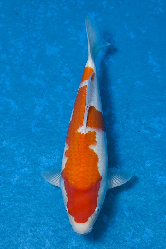 40-紅白-36cm-母魚-00-(寶源錦鯉養殖場-2015)-2.jpg